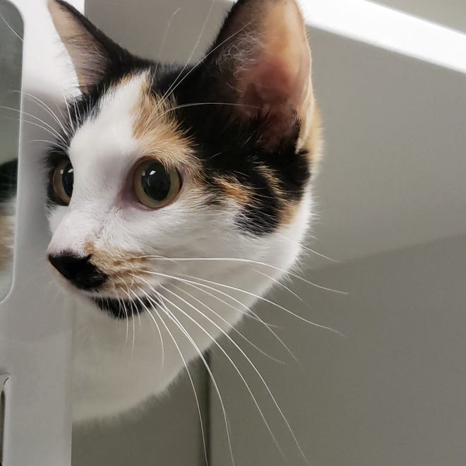 Sierra is a sweet and loving, 1-year-old calico looking for a home to explore. She would love to be your newest family member, so come meet her today. The Farmington Regional Animal Shelter is located at 133 Browning Parkway and can be reached at 505-599-1098. Check Petfinder.com for an up-to-date list of pets up for adoption.