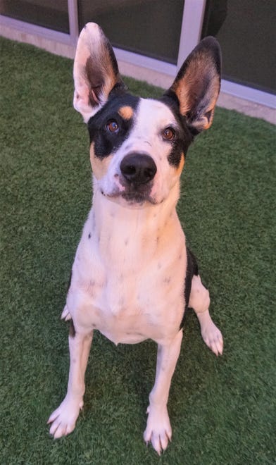 Comet is a happy-go-lucky, 3-year-old mixed breed with a lot of personality. Comet loves people but needs to be the only dog in the home. Come meet him today. The Farmington Regional Animal Shelter is located at 133 Browning Parkway and can be reached at 505-599-1098. Check Petfinder.com for an up-to-date list of pets up for adoption.
