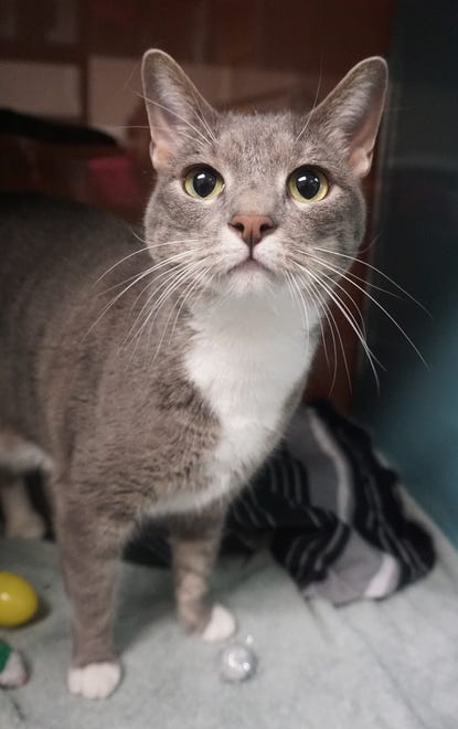 B is a 3-year-old, gray-and-white, short-hair cat looking for a new home to explore. She is sweet and affectionate, and wants to find her forever home today. The Farmington Regional Animal Shelter is located at 133 Browning Parkway and can be reached at 505-599-1098. Check Petfinder.com for an up-to-date list of pets up for adoption.