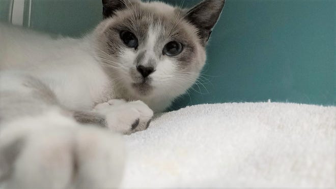 Honey Boo Boo is a sweet, 1-year-old Siamese cat. She is very sweet and loving, and needs a forever home. Come meet her today. The Farmington Regional Animal Shelter is located at 133 Browning Parkway and can be reached at 505-599-1098. Check Petfinder.com for an up-to-date list of pets up for adoption.