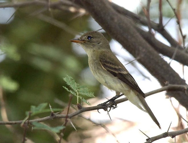 The endangered southwestern willow flycatcher is pictured. It's listing sparked a legal battle between a New Mexico ranching group and a national environmental organization.