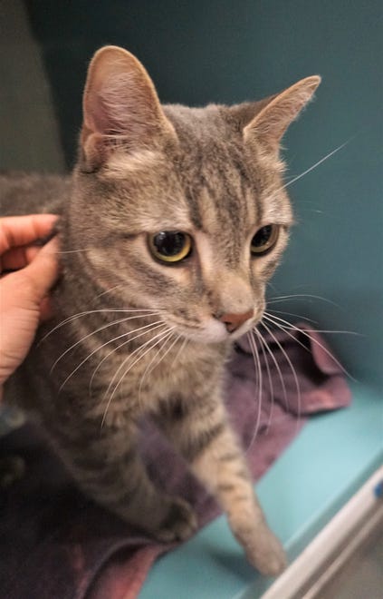 Joy is a loving and sweet, 3-year-old, gray tabby looking for a new place to call home. He loves chin scratches, being a curious cat and exploring. Stop in and say hi to Joy today. The Farmington Regional Animal Shelter is located at 133 Browning Parkway and can be reached at 505-599-1098. Check Petfinder.com for an up-to-date list of pets up for adoption.