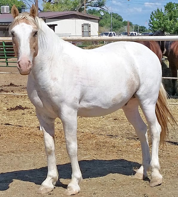 Pecos is a 15-year-old mustang gelding. He came to Four Corners Equine Rescue as an owner surrender. Pecos is very leery of people, although he can be haltered and does lead. Pecos has been treated very harshly in the past and does not trust people. He will need a person who is willing to spend the time to gain his trust. He is good with other horses and will eat your grass just fine. The adoption fee for Pecos is $250. For more information, contact Four Corners Equine Rescue at 505-334-7220 or visit www.fourcornersequinerescue.org.
