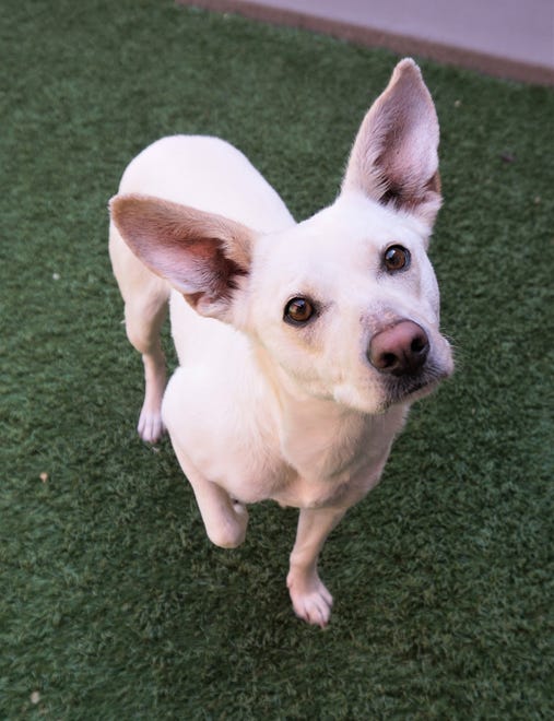 Blush is a 1-year-old mixed breed. She is as sweet as can be and is all ears. If you are looking for a new addition to your family, come meet Blush today. The Farmington Regional Animal Shelter is located at 133 Browning Parkway and can be reached at 505-599-1098. Check Petfinder.com for an up-to-date list of pets up for adoption.