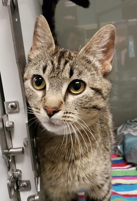 Mama is a 2-year-old tabby. She likes chin scratches and belly rubs. She is hoping to find her new family today. The Farmington Regional Animal Shelter is located at 133 Browning Parkway and can be reached at 505-599-1098. Check Petfinder.com for an up-to-date list of pets up for adoption.