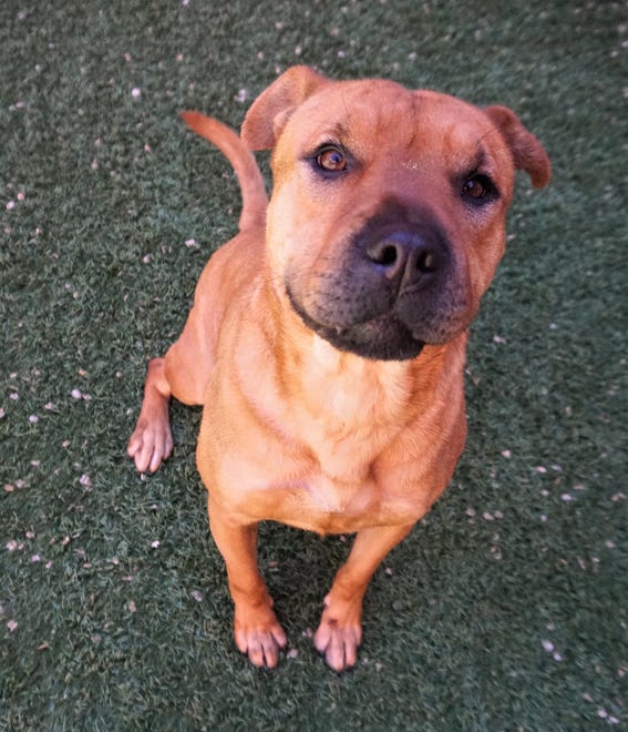 Coco is a 2-year-old shar-pei mix. She is sweet, goofy and loves to cuddle. If you are looking for a little love in your life, come meet Coco. The Farmington Regional Animal Shelter is located at 133 Browning Parkway and can be reached at 505-599-1098. Check Petfinder.com for an up-to-date list of pets up for adoption.