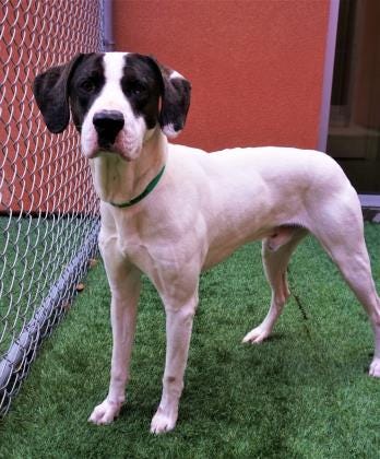 Miami is a 2-year-old mixed breed who is looking for his forever home. Miami is a good boy who loves to go for walks and have play time. Stop in and meet Miami today. The Farmington Regional Animal Shelter is located at 133 Browning Parkway and can be reached at 505-599-1098. Check Petfinder.com for an up-to-date list of pets up for adoption.