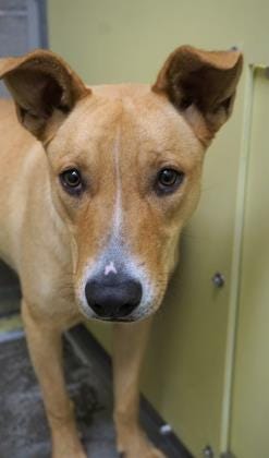 Addie is a sweet but timid, 1-year-old shepherd. She is looking for a quiet home where she can take time to adjust to her new home and people. Come in and ask to meet Addie today. The Farmington Regional Animal Shelter is located at 133 Browning Parkway and can be reached at 505-599-1098. Check Petfinder.com for an up-to-date list of pets up for adoption.