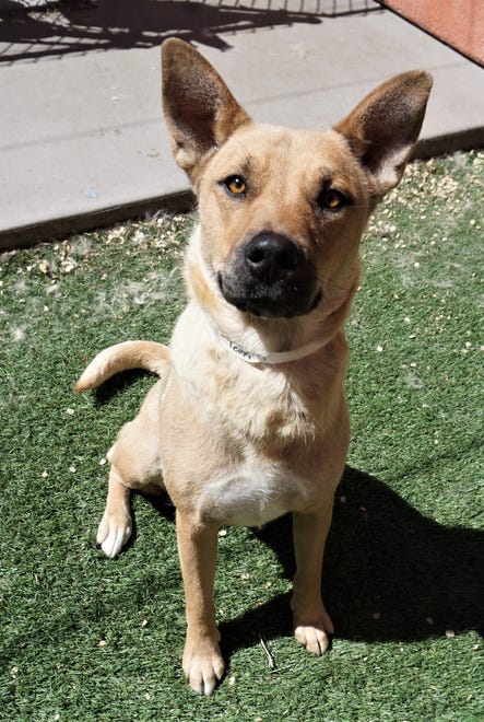 Terri is a sweet, 1-year-old shepherd mix. She is looking for a home where she will be a part of the family and get daily exercise. Stop in and meet her today. The Farmington Regional Animal Shelter is located at 133 Browning Parkway and can be reached at 505-599-1098. Check Petfinder.com for an up-to-date list of pets up for adoption.