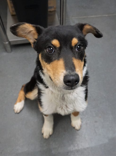 Koda is an 8-month-old, playful pup. He is hoping to find a place to call home and be a member of the family. He has lots of energy and needs an active family. The Farmington Regional Animal Shelter is located at 133 Browning Parkway and can be reached at 505-599-1098. Check Petfinder.com for an up-to-date list of pets up for adoption.
