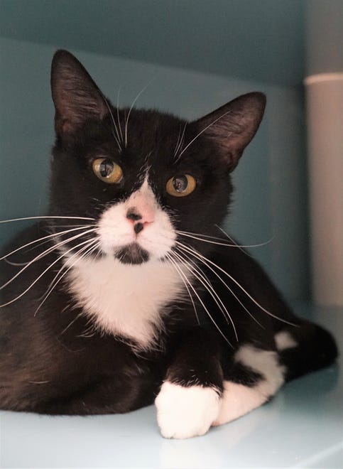 Winnie is a 1-year-old, tuxedo cat looking for a family and house to call her own. She loves to explore, and chase balls and strings. Come down and meet Winnie today. The Farmington Regional Animal Shelter is located at 133 Browning Parkway and can be reached at 505-599-1098. Check Petfinder.com for an up-to-date list of pets up for adoption.