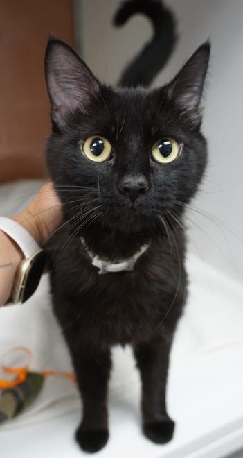 Paradise is a stunning, 1-year-old, solid-black cat looking for a place to call home. Come meet her today. The Farmington Regional Animal Shelter is located at 133 Browning Parkway and can be reached at 505-599-1098. Check Petfinder.com for an up-to-date list of pets up for adoption.