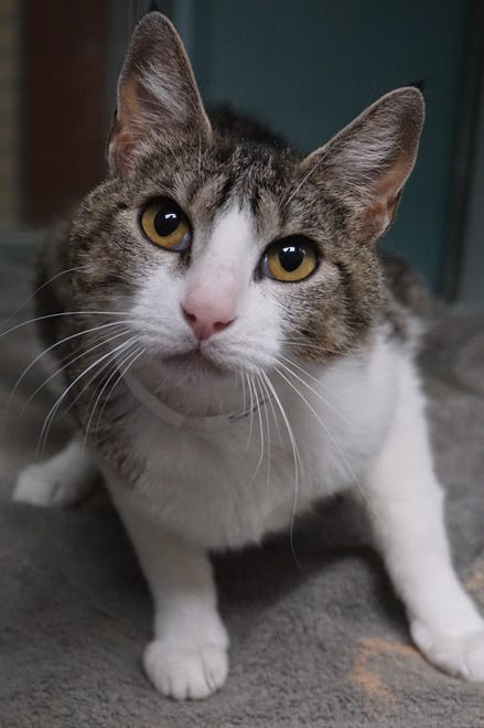 Sally is looking for a place to call home. She is a 3-year-old shorthair cat who loves to curl up on your lap and get chin scratches. The Farmington Regional Animal Shelter is located at 133 Browning Parkway and can be reached at 505-599-1098. Check Petfinder.com for an up-to-date list of pets up for adoption.
