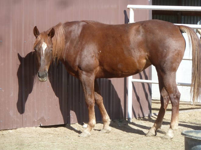 Sugar is a very nice quarterhorse-type, 6-year-old mare. She came to Four Corners Equine Rescue as part of a cruelty case. She stands about 15 hands high and weighs about 1,100 pounds. Sugar is a good-size horse, but she's also gentle. She's not a finished horse and will need an intermediate to advanced rider to progress her skill set. She leads, loads, stands for the farrier and rides pretty good.  She is steady on the trail and OK with dogs. The adoption fee for Sugar is $700. For more information, contact Four Corners Equine Rescue at 505-334-7220 or visit www.fourcornersequinerescue.org.