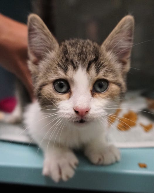 Singleton is an adorable, 10-week-old kitten who is looking for a place to call home. He hopes you come to adopt him today. The Farmington Regional Animal Shelter is located at 133 Browning Parkway and can be reached at 505-599-1098. Check Petfinder.com for an up-to-date list of pets up for adoption.