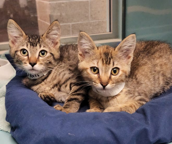 Saturn and Jupiter are female, 10-week-old kittens who are the best of friends. This playful duo is hoping to find a home together. They are waiting to meet you. The Farmington Regional Animal Shelter is located at 133 Browning Parkway and can be reached at 505-599-1098. Check Petfinder.com for an up-to-date list of pets up for adoption.