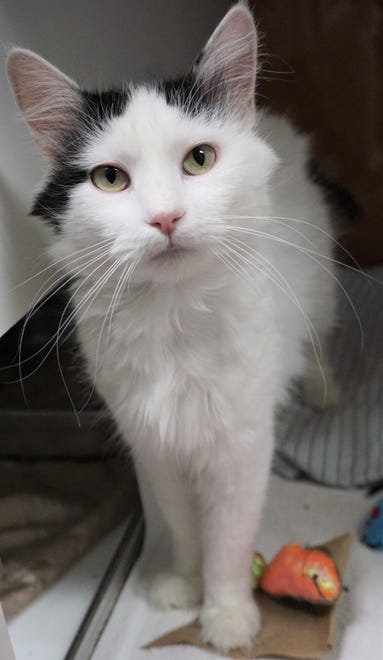 Flutternutter, a 2-year-old long-haired cat, is looking for a family to call her own. She is soft and sweet, and she would love to meet you today. The Farmington Regional Animal Shelter is located at 133 Browning Parkway and can be reached at 505-599-1098. Check Petfinder.com for an up-to-date list of pets up for adoption.