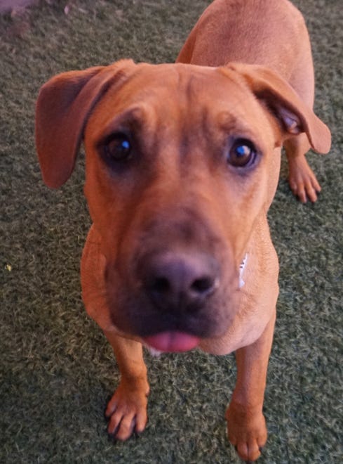 Erin, a female, 11-month-old mix, is easygoing, medium size, adorable and sweet. She is mastering leash walking, and loves her dog and people friends. She is waiting to meet you. The Farmington Regional Animal Shelter is located at 133 Browning Parkway and can be reached at 505-599-1098. Check Petfinder.com for an up-to-date list of pets up for adoption.