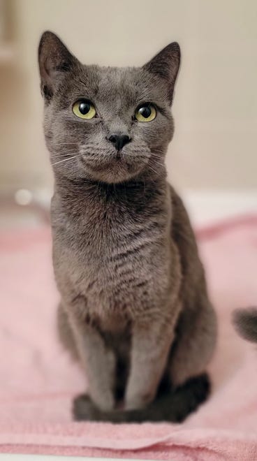 Aniston is a stunning, 3-year-old Russian blue cat. She loves chin scratches and getting lots of attention. Come meet her today. The Farmington Regional Animal Shelter is located at 133 Browning Parkway and can be reached at 505-599-1098. Check Petfinder.com for an up-to-date list of pets up for adoption.