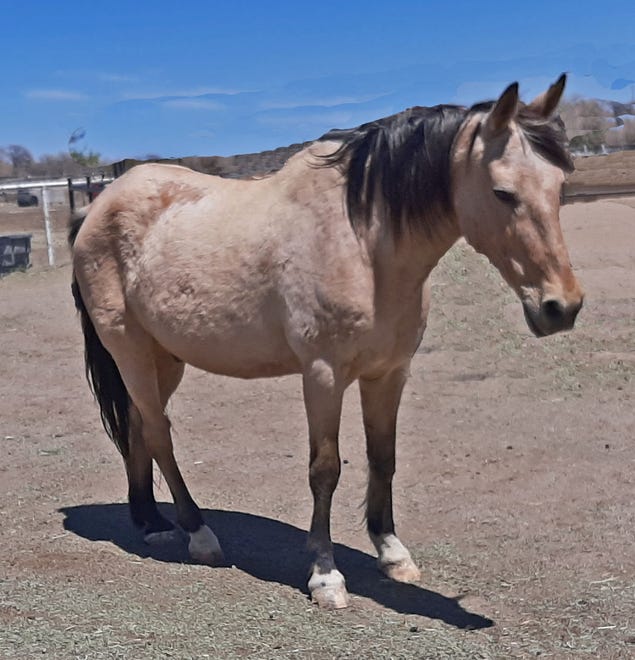Dorado is a 22-year-old buckskin gelding. He's very gentle and good with kids. Years ago, Dorado suffered a fractured hip, so he walks with a limp, but he gets around fine. However, he cannot be ridden and is being offered as a pasture pal only. He's a nice horse and likes people, especially ones with treats. Dorado is up to date on vaccinations, deworming, teeth floating and hoof trimming. The adoption fee for Dorado is $250. For more information, contact Four Corners Equine Rescue at 505-334-7220 or visit www.fourcornersequinerescue.org.