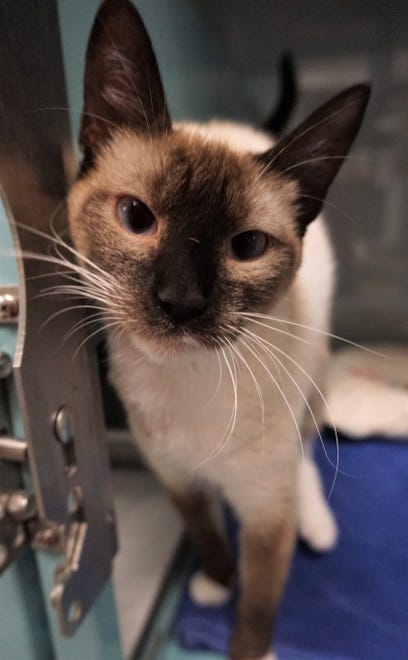 Allex is a stunning, 11-month-old Siamese cat looking for a place to call home. She is soft and sweet, and she is waiting to meet you. The Farmington Regional Animal Shelter is located at 133 Browning Parkway and can be reached at 505-599-1098. Check Petfinder.com for an up-to-date list of pets up for adoption.