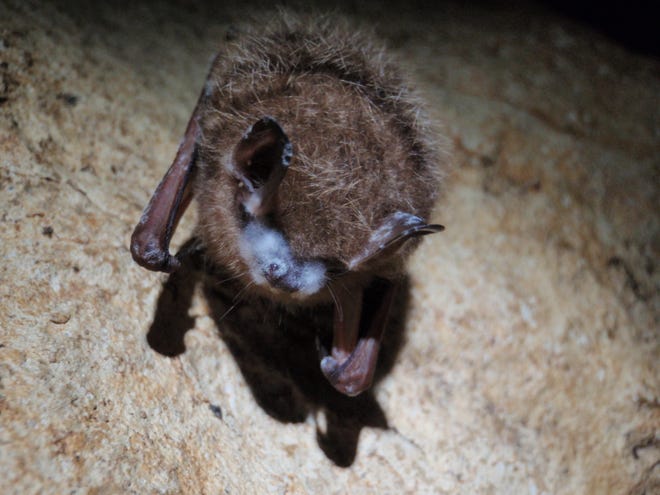 Tri-colored bat with visible signs of WNS from Cumberland Gap National Historic Park
