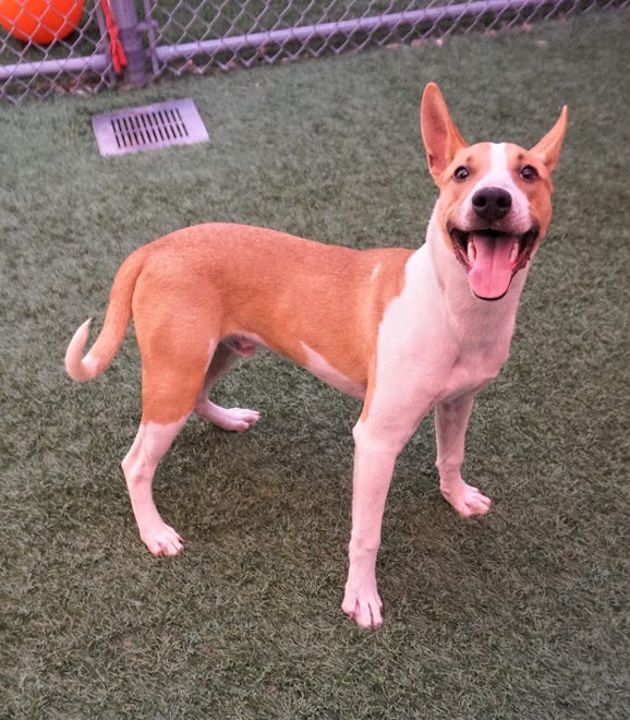 Heath is an active, 11-month-old pup looking for a big yard and family to play with. He has energy to play all day, and loves toys and treats. Come meet him today. The Farmington Regional Animal Shelter is located at 133 Browning Parkway and can be reached at 505-599-1098. Check Petfinder.com for an up-to-date list of pets up for adoption.