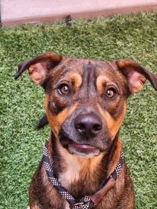 Hamlin, a 1-year-old mixed breed, is a playful pup who wants to have a family to call his own. He walks well on leash and does well with other dogs. Come meet Hamlin today. The Farmington Regional Animal Shelter is located at 133 Browning Parkway and can be reached at 505-599-1098. Check Petfinder.com for an up-to-date list of pets up for adoption.