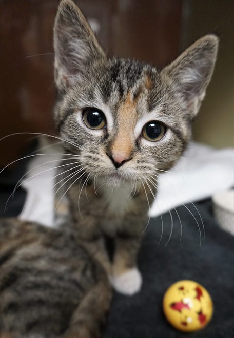 Sassy lives up to her name. She is a little one with a big personality. At only 9 weeks old, she will have you wrapped around her paw in no time. Come adopt her today. The Farmington Regional Animal Shelter is located at 133 Browning Parkway and can be reached at 505-599-1098. Check Petfinder.com for an up-to-date list of pets up for adoption.