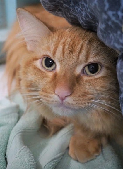 Willie is a stunning, 1-year-old long-hair, orange tabby. He is looking for a home where he can sit at the door and watch the world go by. Come meet Willie today. The Farmington Regional Animal Shelter is located at 133 Browning Parkway and can be reached at 505-599-1098. Check Petfinder.com for an up-to-date list of pets up for adoption.