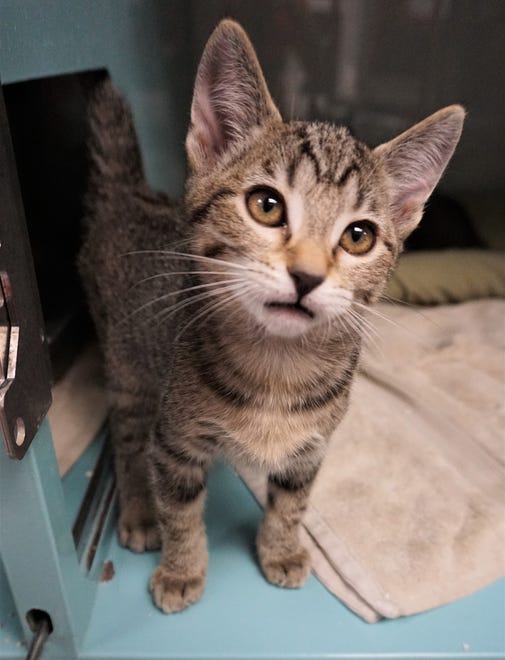 Arizona is a cute-as-a-button, playful, 3-month-old kitten. She is hoping you come in and adopt her today. The Farmington Regional Animal Shelter is located at 133 Browning Parkway and can be reached at 505-599-1098. Check Petfinder.com for an up-to-date list of pets up for adoption.