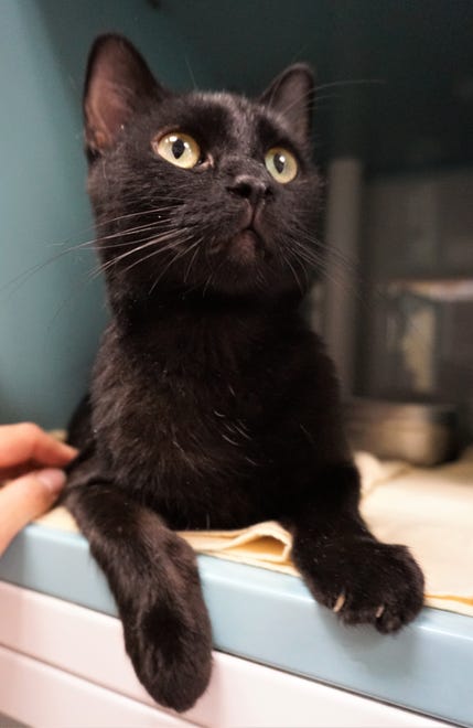 Miranda is a sleek, 2-year-old black cat looking for her forever home. She likes pets and chin scratches, and hopes you come meet her today. The Farmington Regional Animal Shelter is located at 133 Browning Parkway and can be reached at 505-599-1098. Check Petfinder.com for an up-to-date list of pets up for adoption.