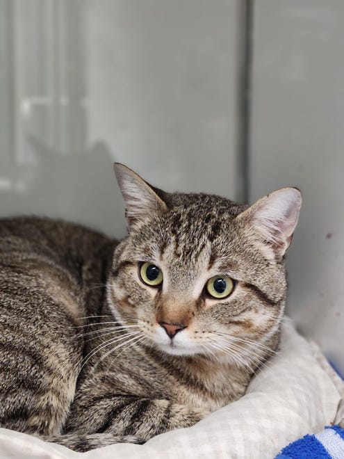 Gideon is a handsome, 2-year-old tabby looking for a new place to call home. He is curious and loves to explore. Come and meet Gideon today. The Farmington Regional Animal Shelter is located at 133 Browning Parkway and can be reached at 505-599-1098. Check Petfinder.com for an up-to-date list of pets up for adoption.